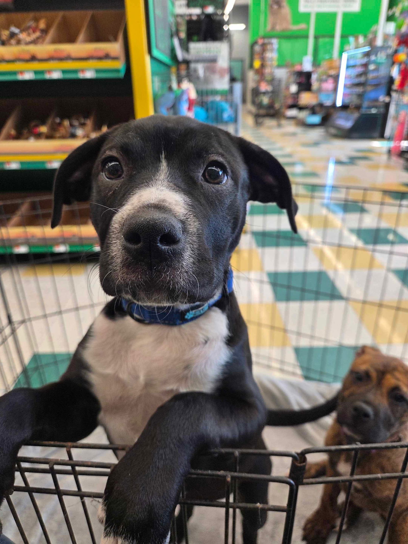 adoptable Dog in Ashville, OH named Sippin’ Pretties ~ Lemonade