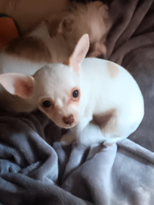 Bambi Litter - Faline
