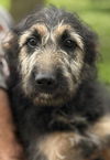 Supernatural Pups - Ruby