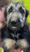 Supernatural Pups - Ruby