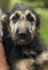 Supernatural Pups - Ruby