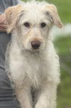 Supernatural Pups - Castiel