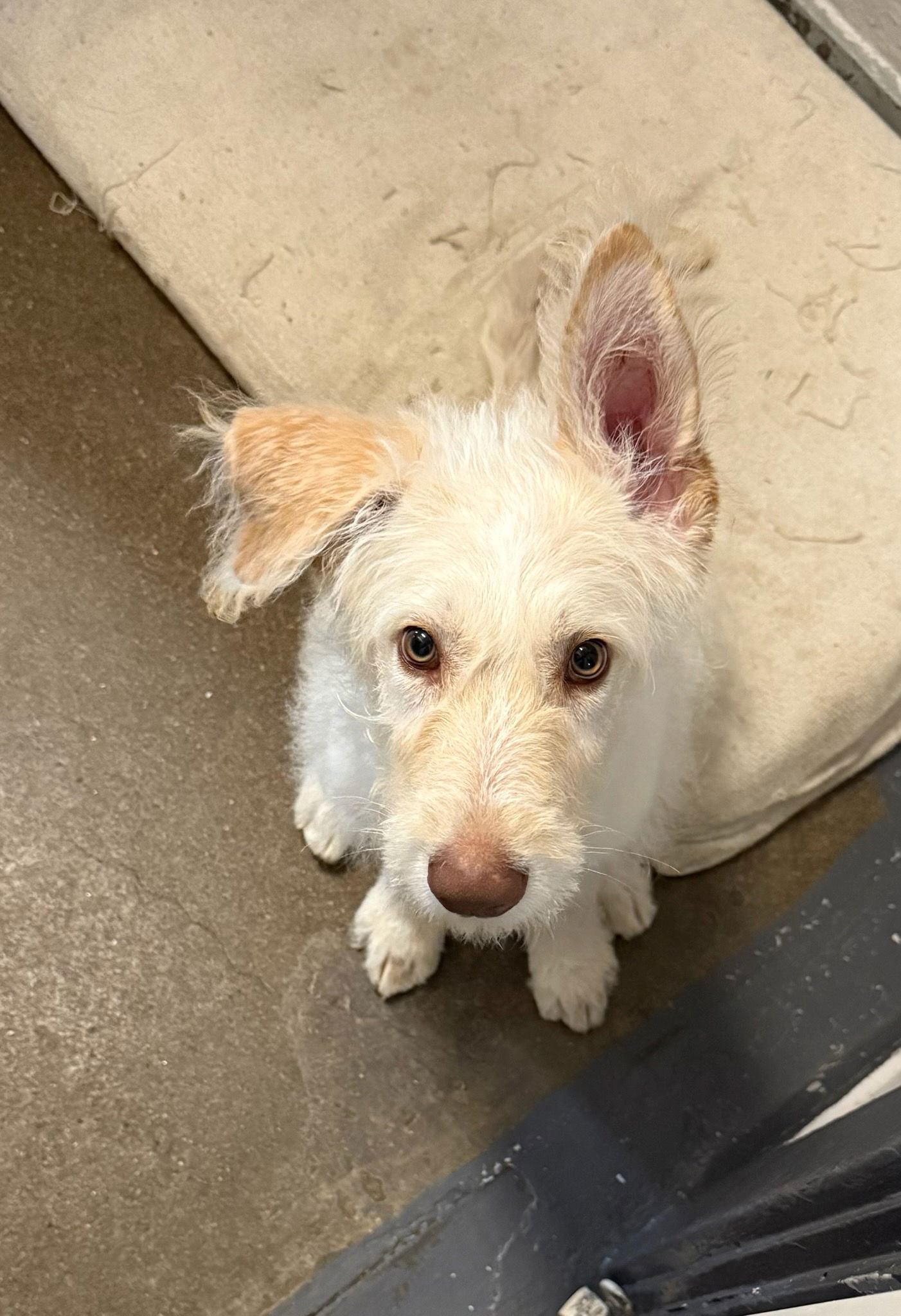 adoptable Dog in Ashville, OH named Supernatural Pups - Castiel