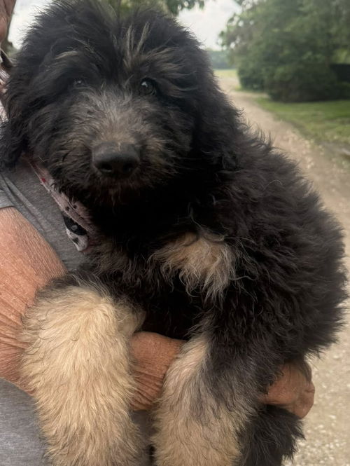 Supernatural Pups - Crowley