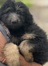 Supernatural Pups - Crowley