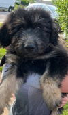 Supernatural Pups - Crowley