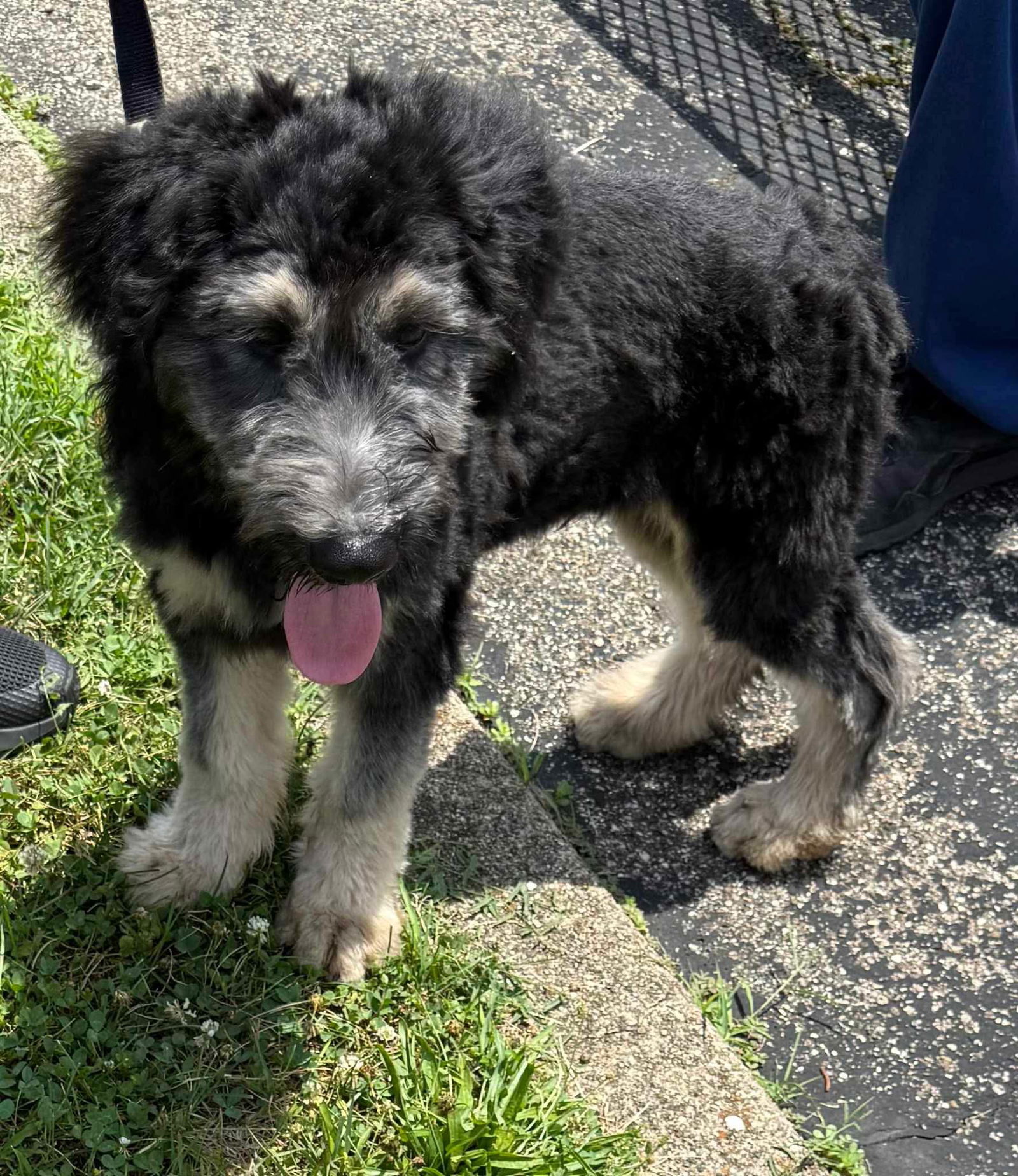 adoptable Dog in Ashville, OH named Supernatural Pups - Crowley