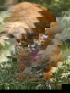 Bruno