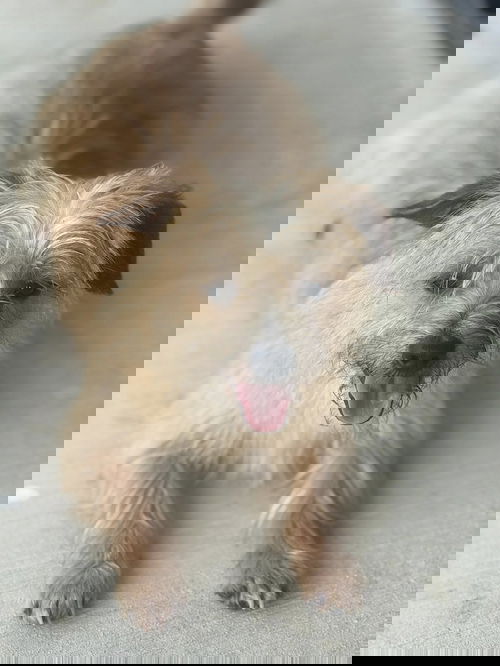 Bruno
