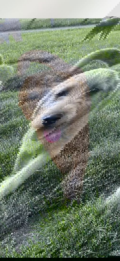 Bo Bo
