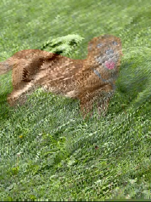Benji