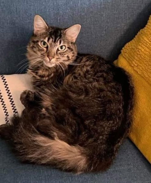Pepper (Kitty)