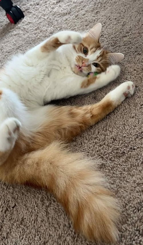 Angel (Kitty)