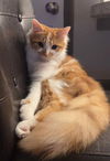 Angel (Kitty)