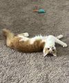 Angel (Kitty)