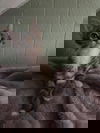 Sunny (Kitty)