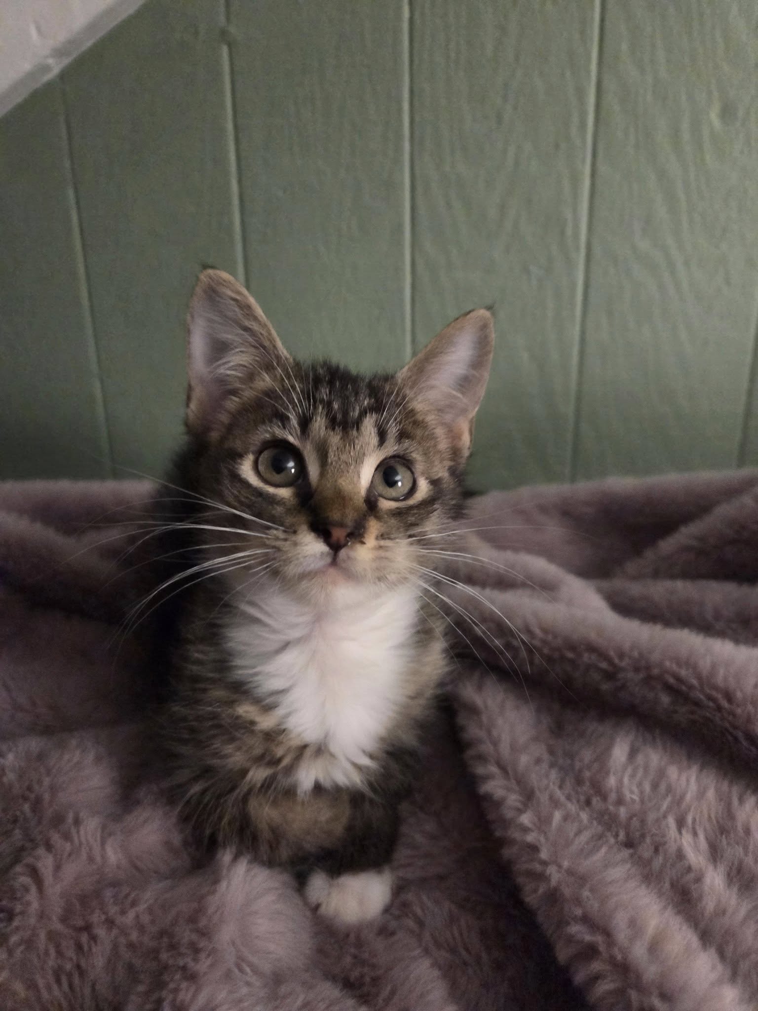 adoptable Cat in Ashville, OH named Sunny (Kitty)