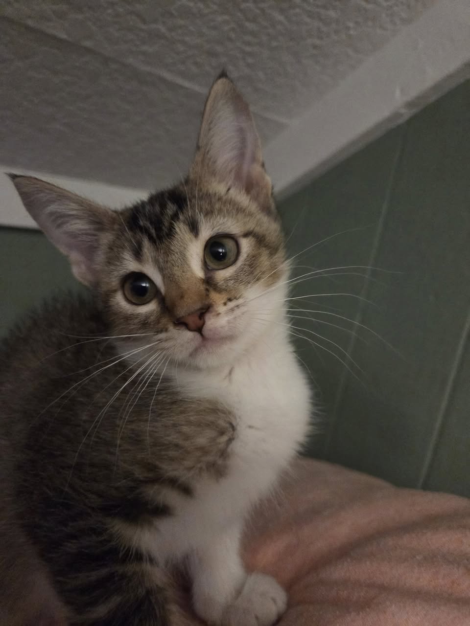 adoptable Cat in Ashville, OH named Stormy (Kitty)