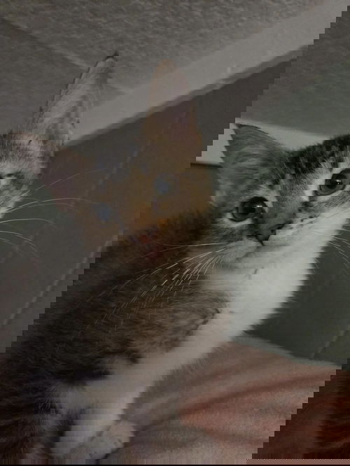 Stormy (Kitty)