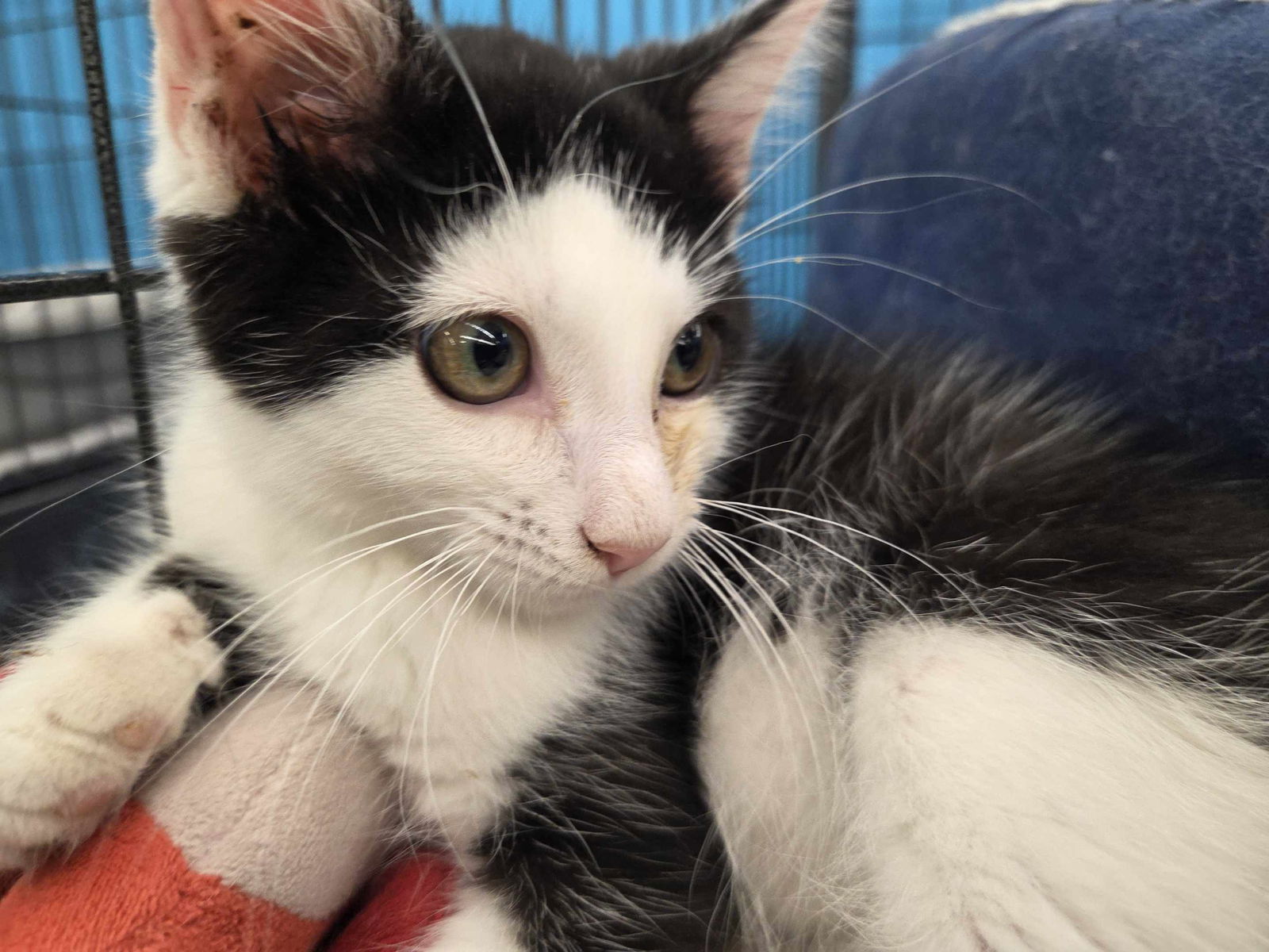 adoptable Cat in Lancaster, OH named Ninja (Kitty)