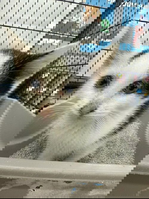 Zebra (Kitty)