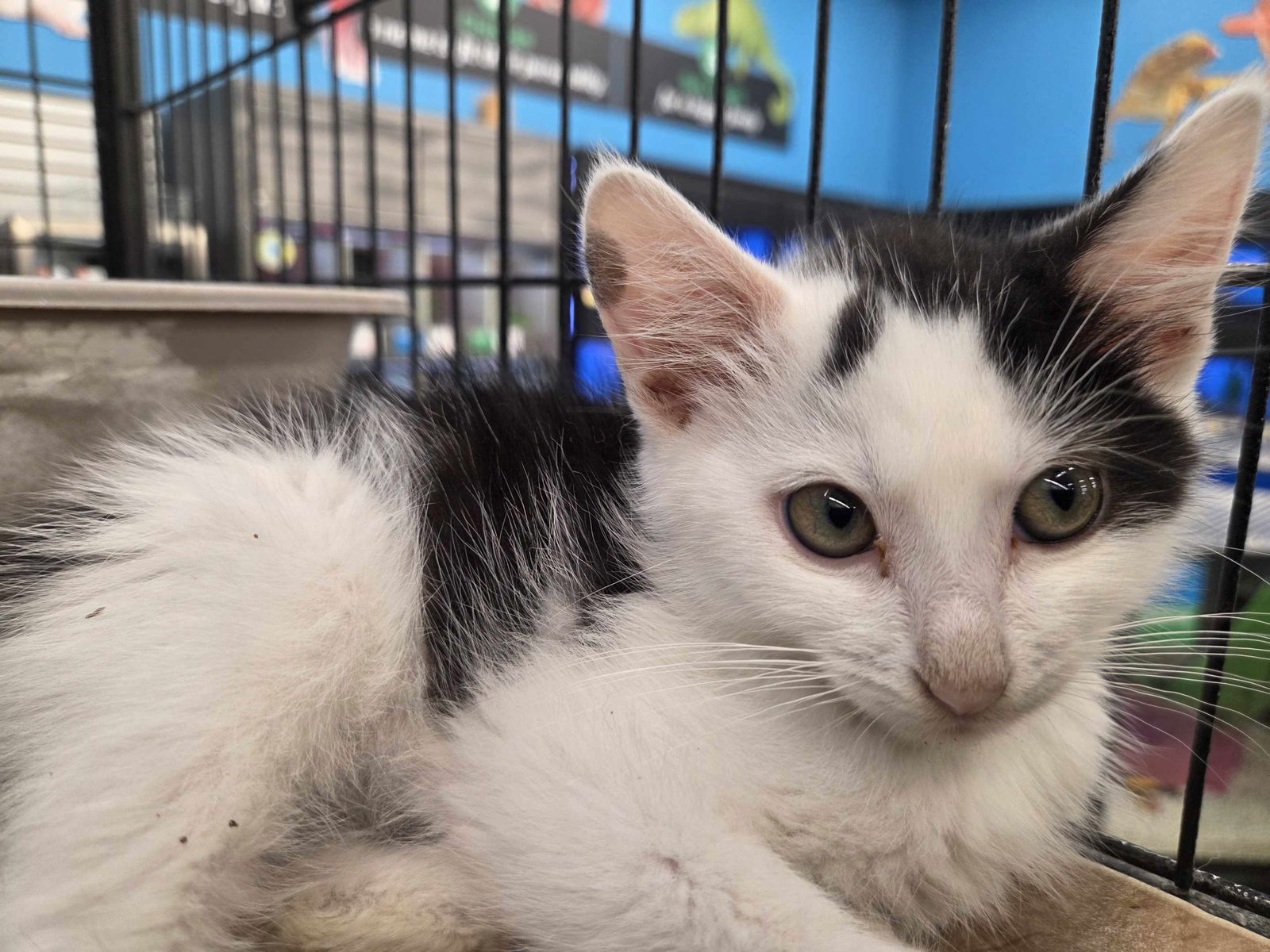 adoptable Cat in Lancaster, OH named Zebra (Kitty)