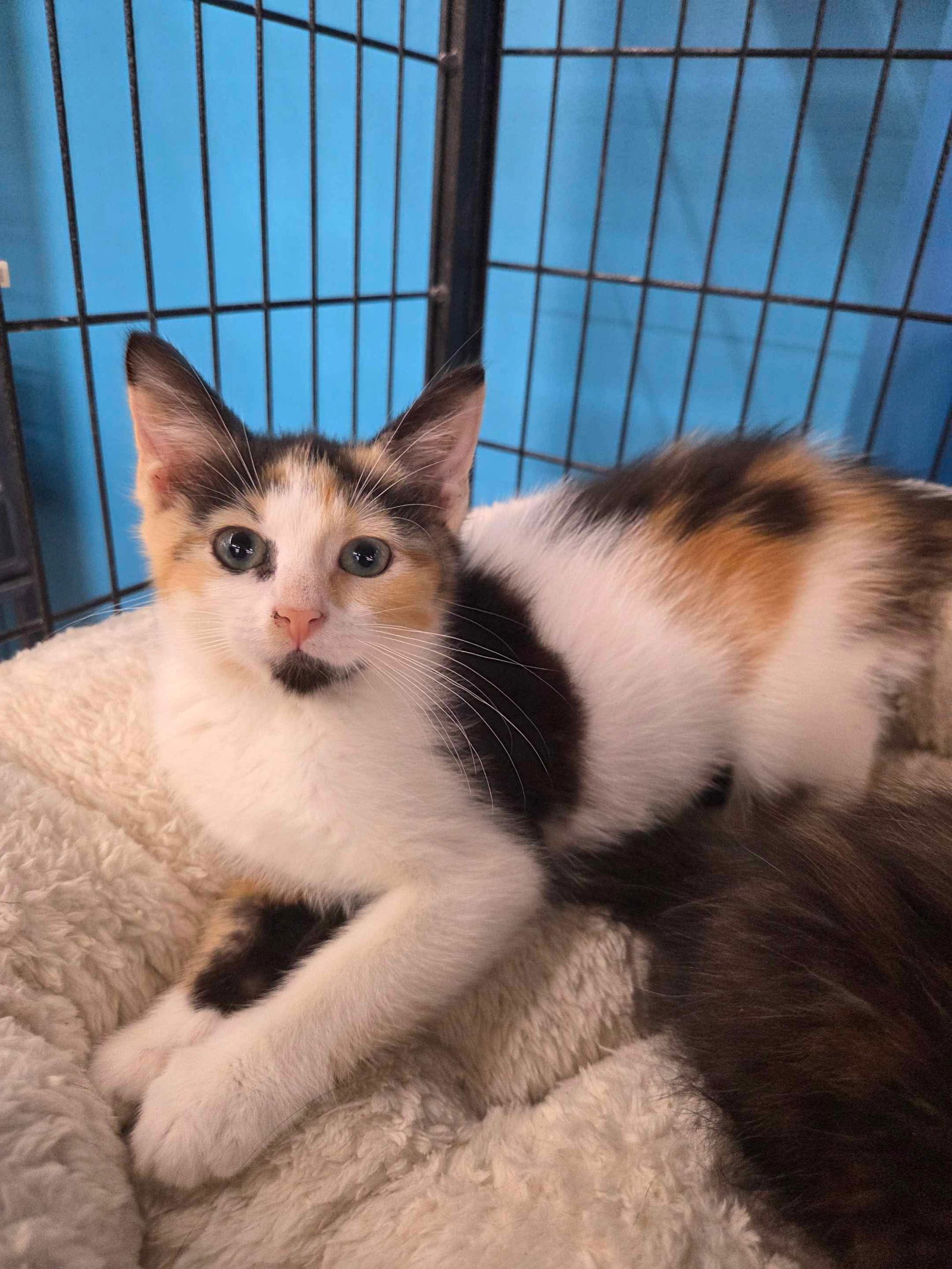 adoptable Cat in Ashville, OH named Kiwi (Kitty)