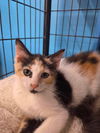 Kiwi (Kitty)