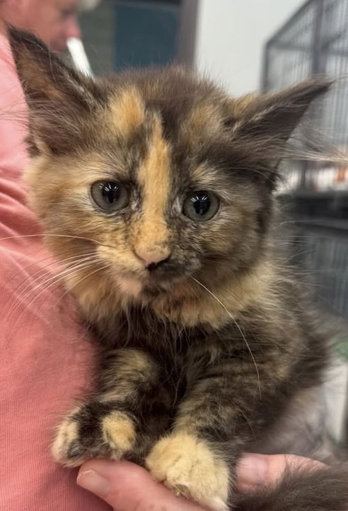 Honeydew (Kitty)