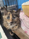 Honeydew (Kitty)