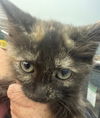 Lime (Kitty)