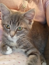 Boaz (Kitty)