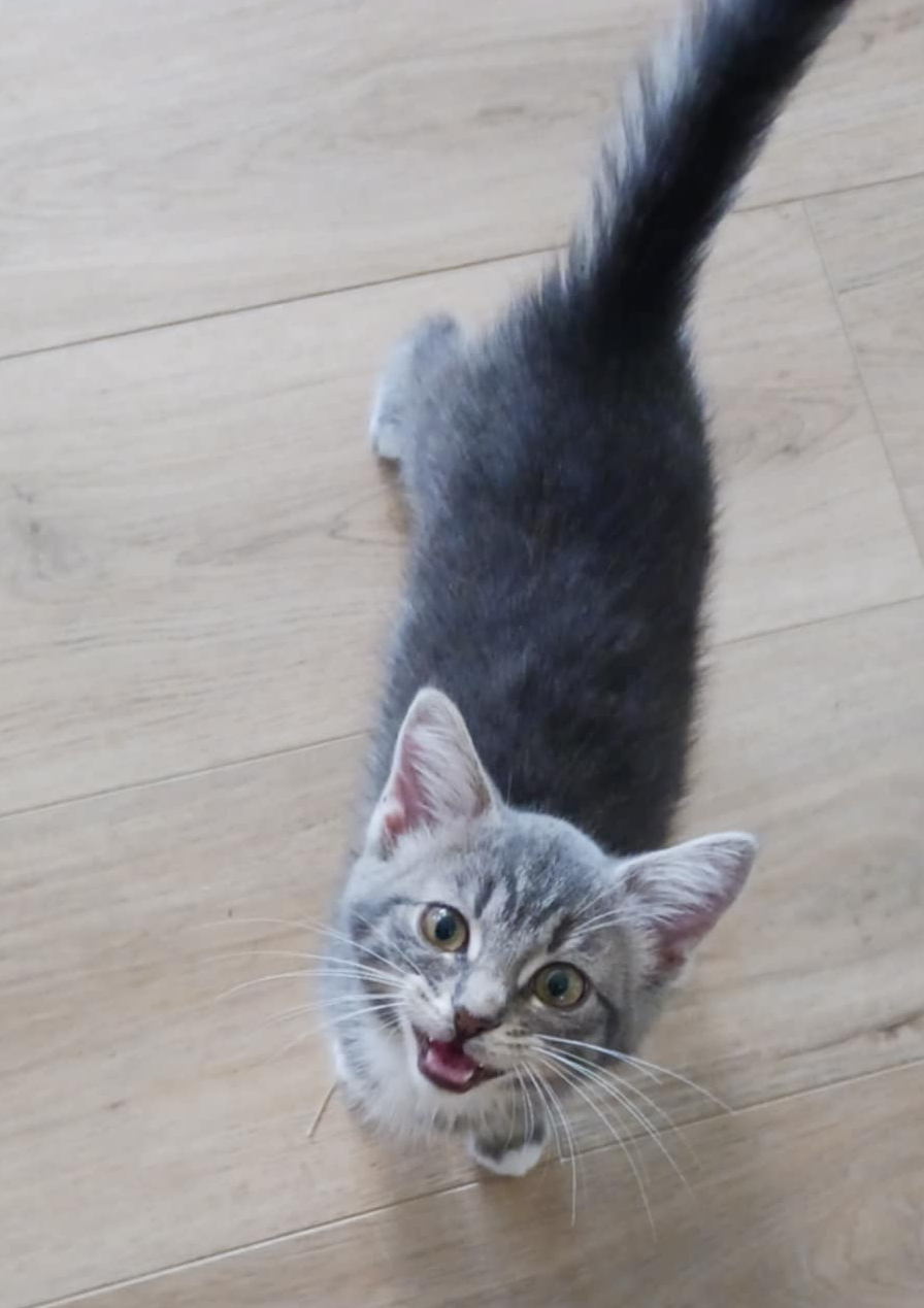 adoptable Cat in Ashville, OH named Boaz (Kitty)