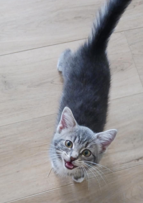 Boaz (Kitty)