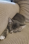Boaz (Kitty)