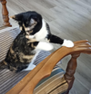 Flossy (Kitty)