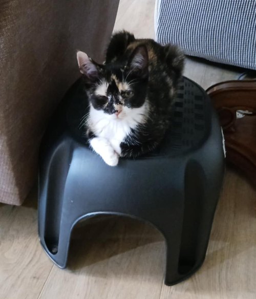 Flossy (Kitty)
