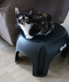 Flossy (Kitty)