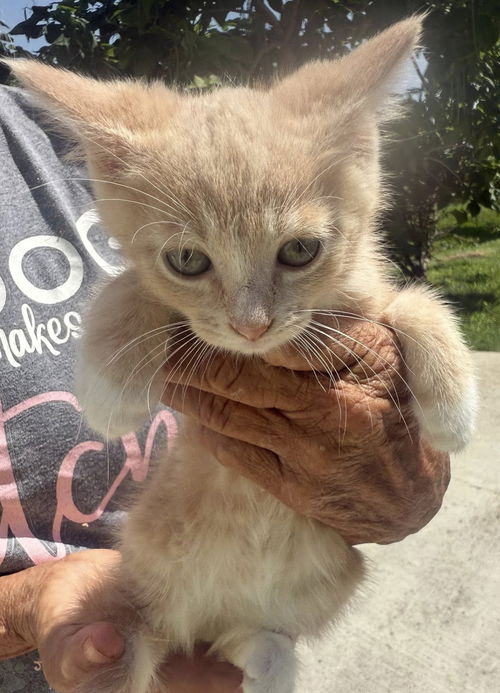 Larry (Kitty)