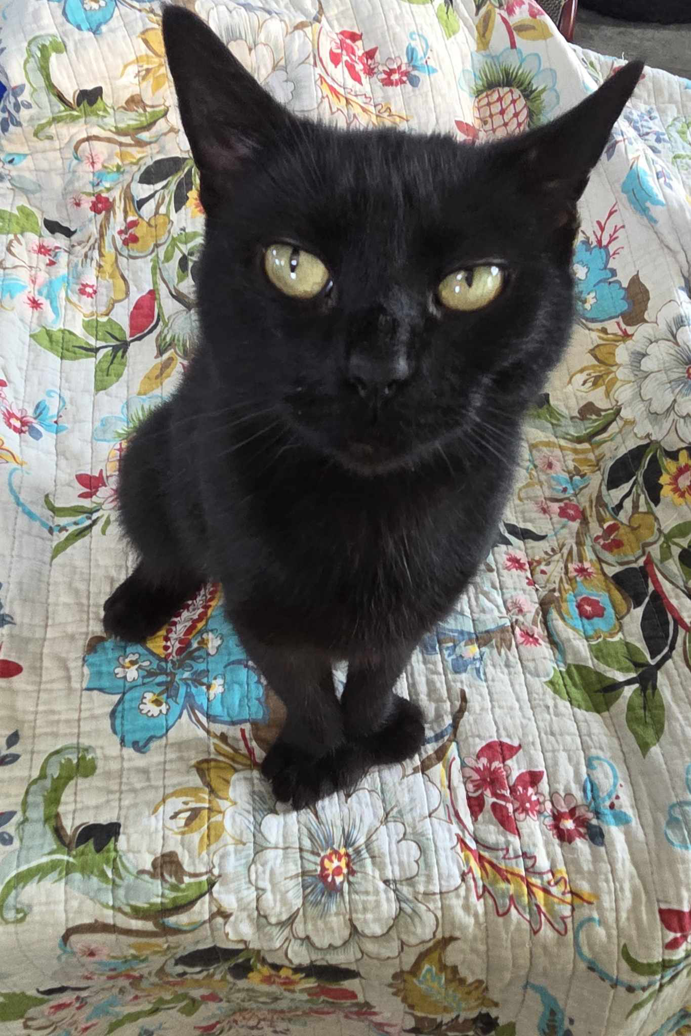 adoptable Cat in Ashville, OH named Wendy (Kitty)