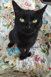adoptable Cat in ashville, OH named Wendy (Kitty)