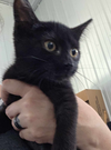 Mia (Kitty)