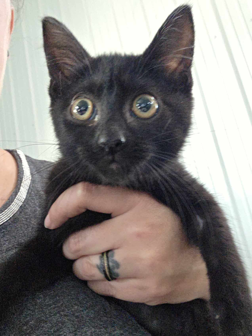 Mia (Kitty)