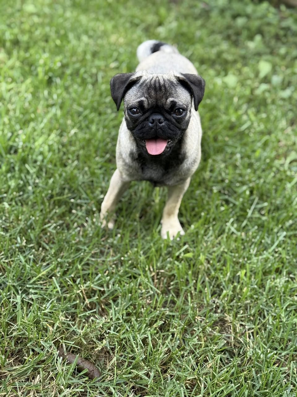 adoptable Dog in Ashville, OH named Rizzo