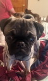 Rizzo