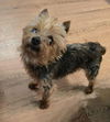 adoptable Dog in  named Benny
