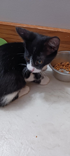 Theodore (Kitty)