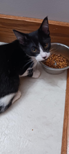 Theodore (Kitty)