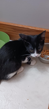 Theodore (Kitty)