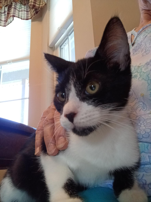 Theodore (Kitty)